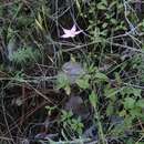 Gyrandra tenuifolia (M. Martens & Galeotti) G. Mansion的圖片