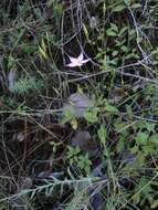 Image of Gyrandra tenuifolia (M. Martens & Galeotti) G. Mansion