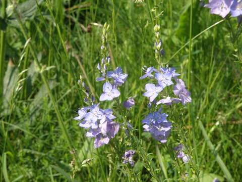 Image of broadleaf speedwell