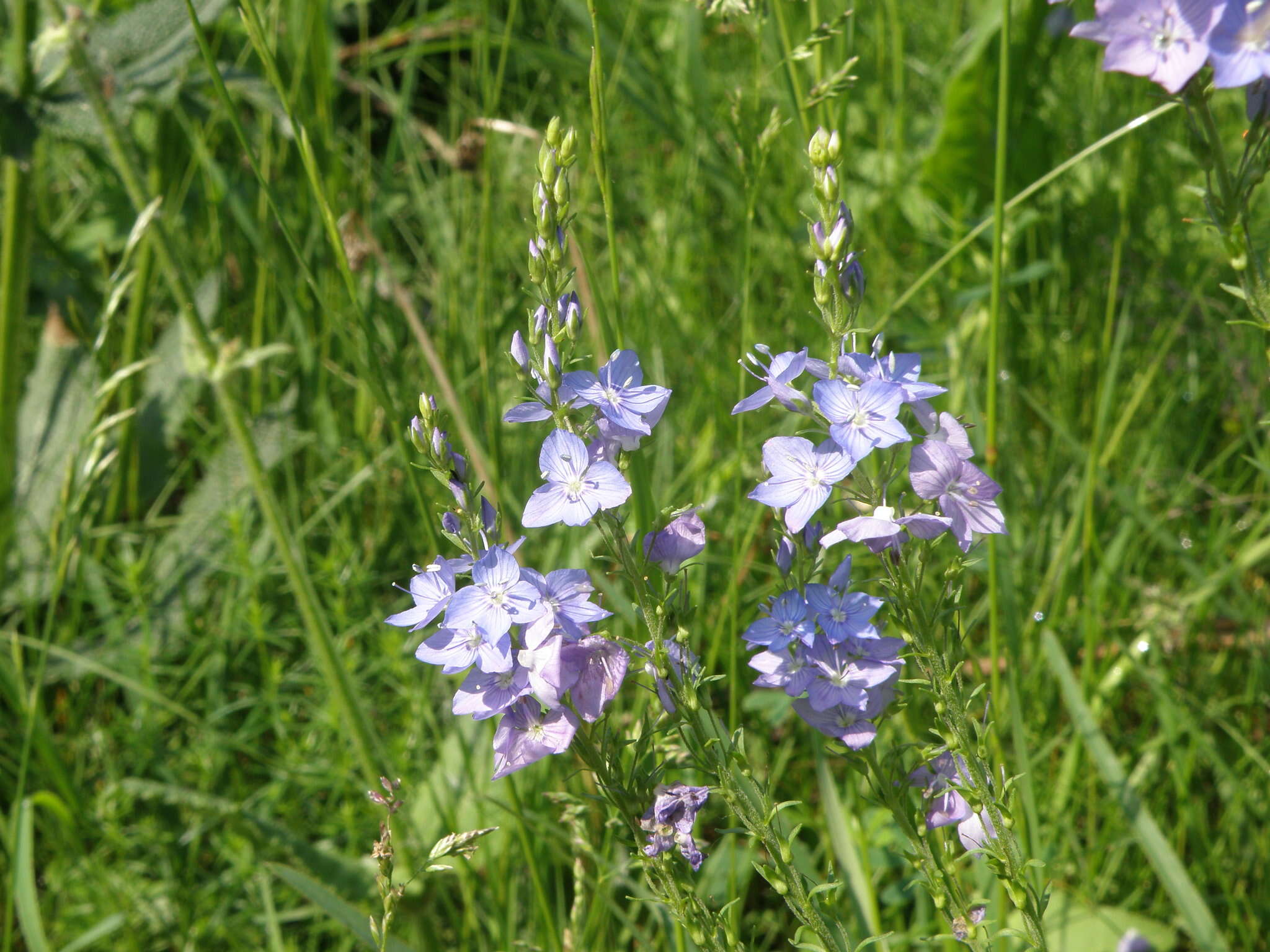 Image de Veronica teucrium L.