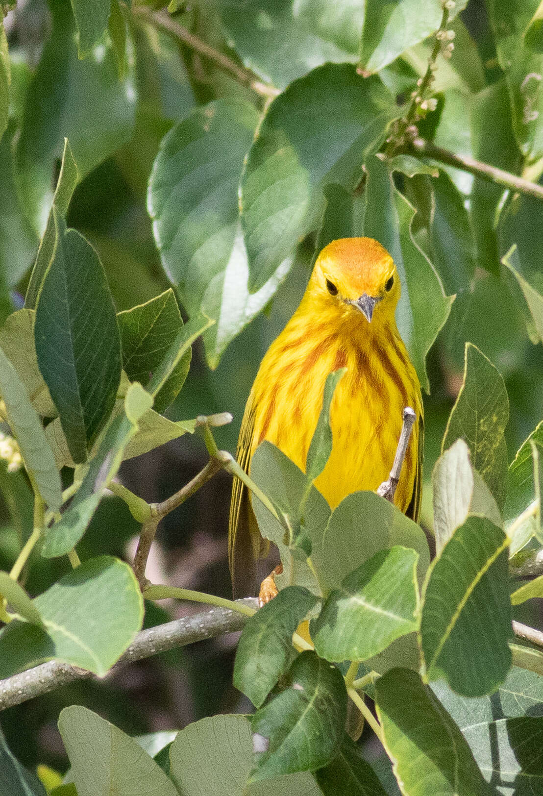 Imagem de Setophaga petechia rufivertex (Ridgway 1885)