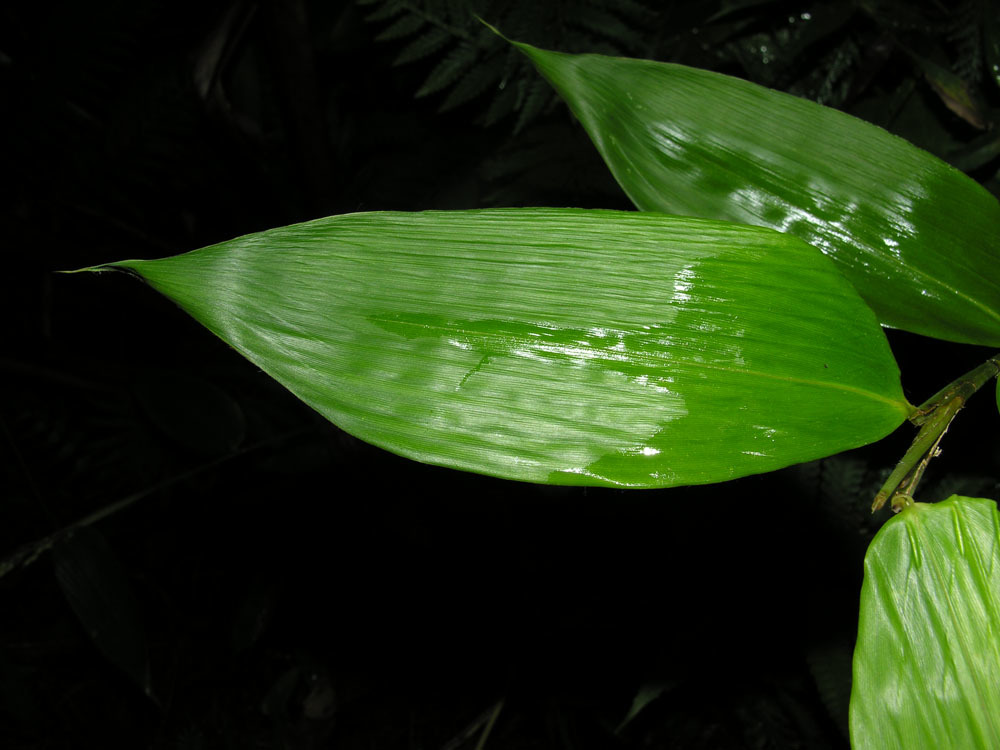 Olyra latifolia (rights holder: Reinaldo Aguilar)