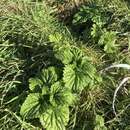 Image of Urtica australis Hook. fil.