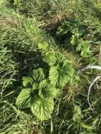 Image of Urtica australis Hook. fil.