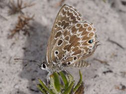 Image of Lepidochrysops trimeni (Bethune-Baker 1922)