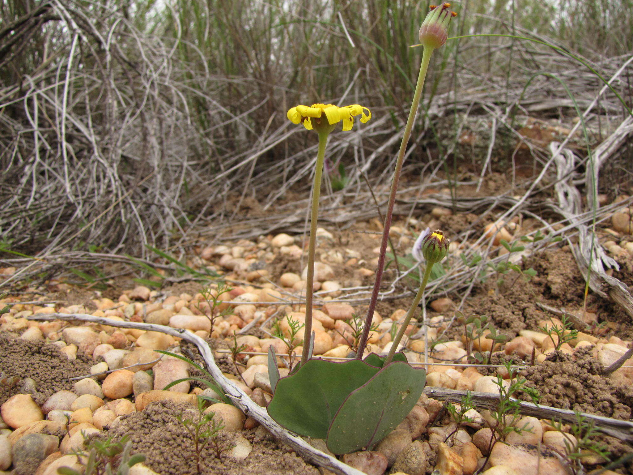 Image of Othonna hederifolia B. Nord.