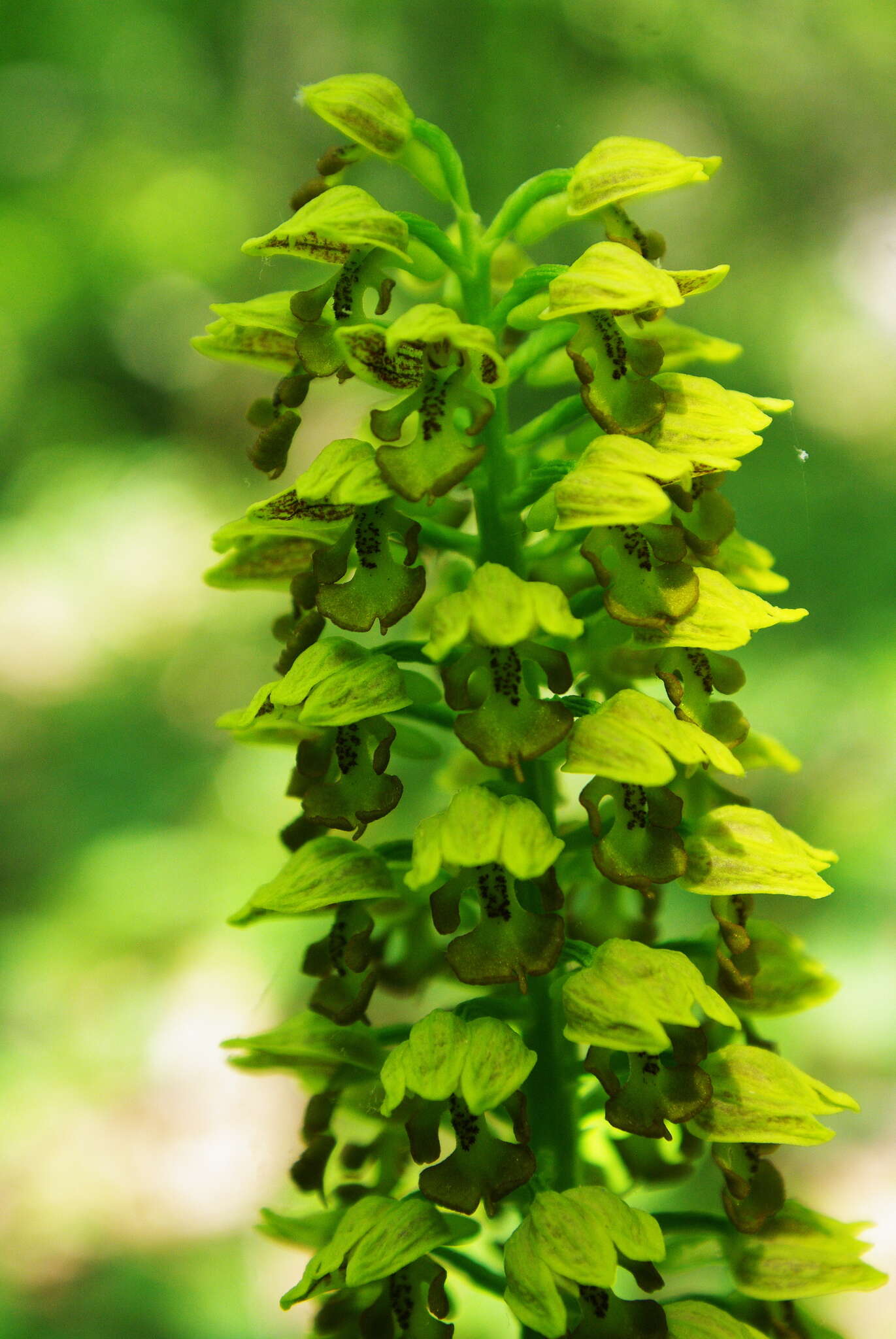 Image of Small-dotted Orchis