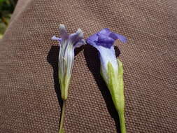 Image of One-Flower Fringed-Gentian