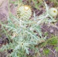 Image of prairie thistle