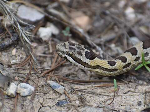 Image of Crotalus pricei miquihuanus Gloyd 1940