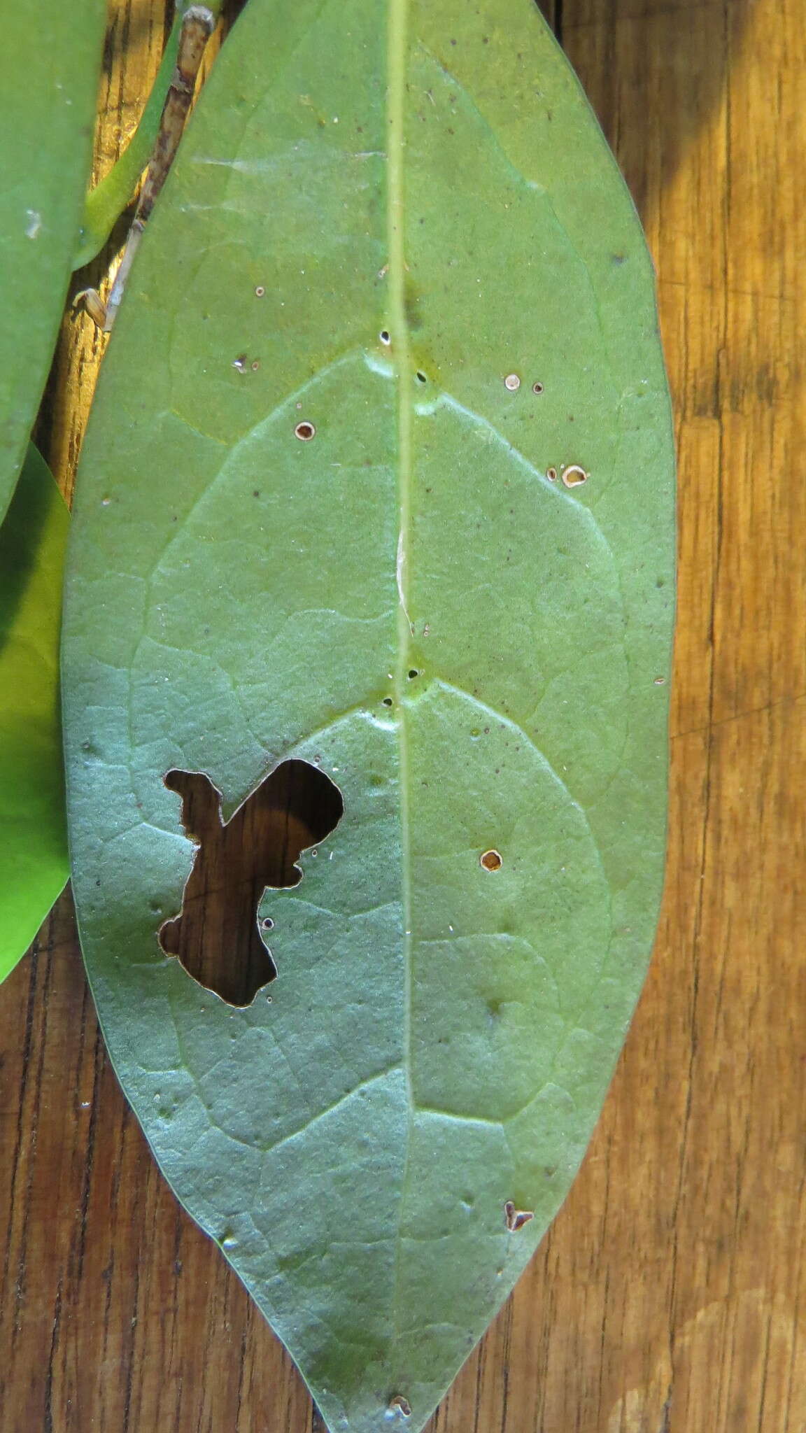 Image of Cyclophyllum longipetalum S. T. Reynolds & R. J. F. Hend.