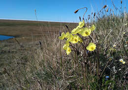 Image of Papaver lapponicum subsp. jugoricum (Tolm.) S. V. Gudoshnikov