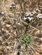 Image of sticky western rosinweed