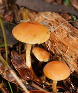 Image of Hypholoma fasciculare var. armeniacum (Y. S. Chang & A. K. Mills) Y. S. Chang, A. K. Mills, G. M. Gates & Ratkowsky