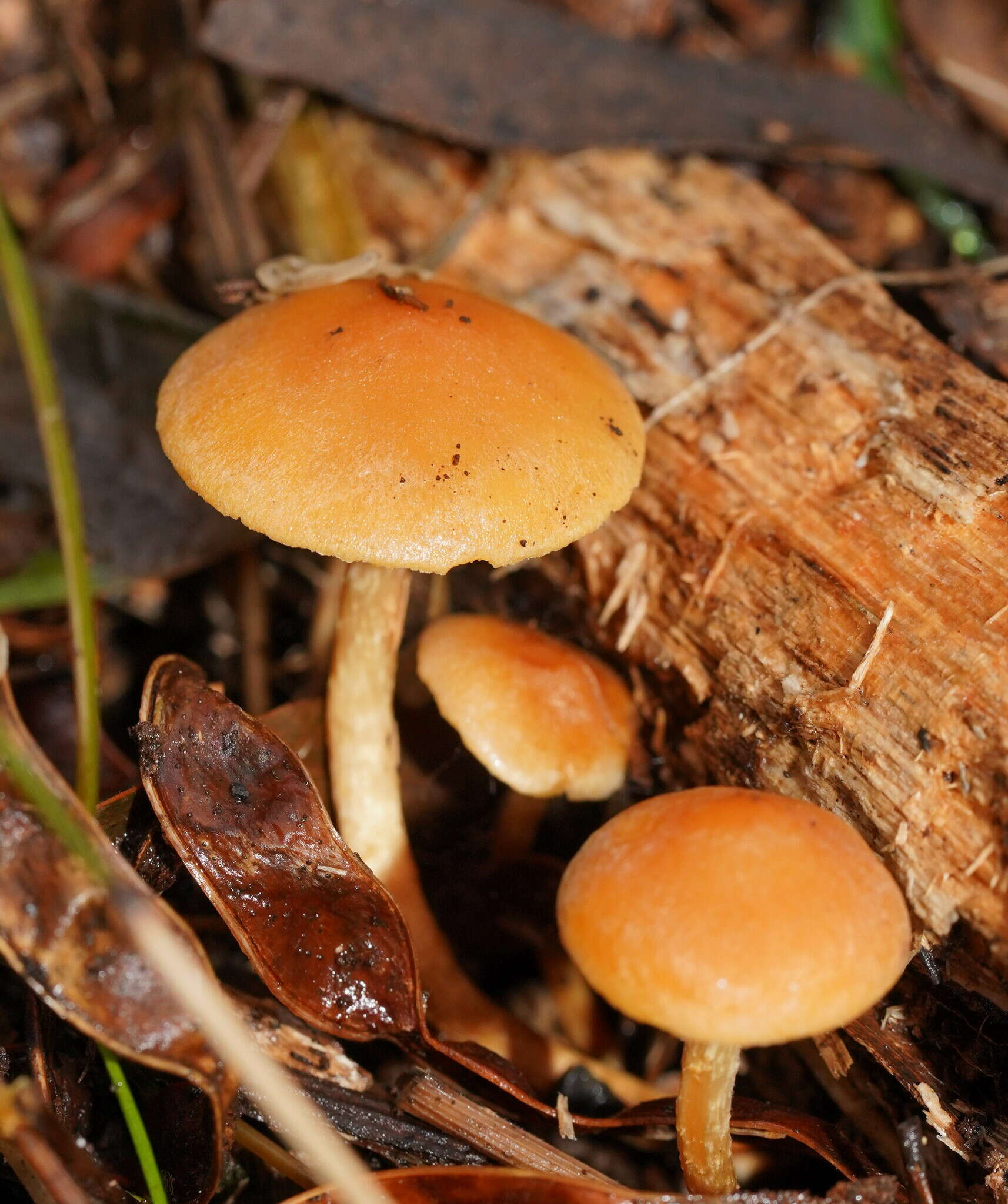 Image of Hypholoma fasciculare var. armeniacum (Y. S. Chang & A. K. Mills) Y. S. Chang, A. K. Mills, G. M. Gates & Ratkowsky