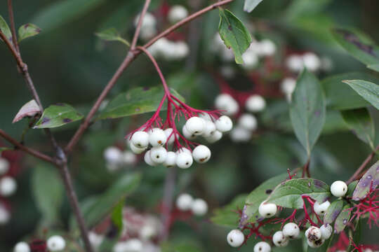 Image of Gray Dogwood