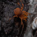 Image of Sclerobunus idahoensis Briggs 1971