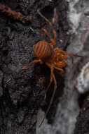 Image of Sclerobunus idahoensis Briggs 1971