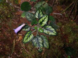Image of <i>Primulina annamensis</i>