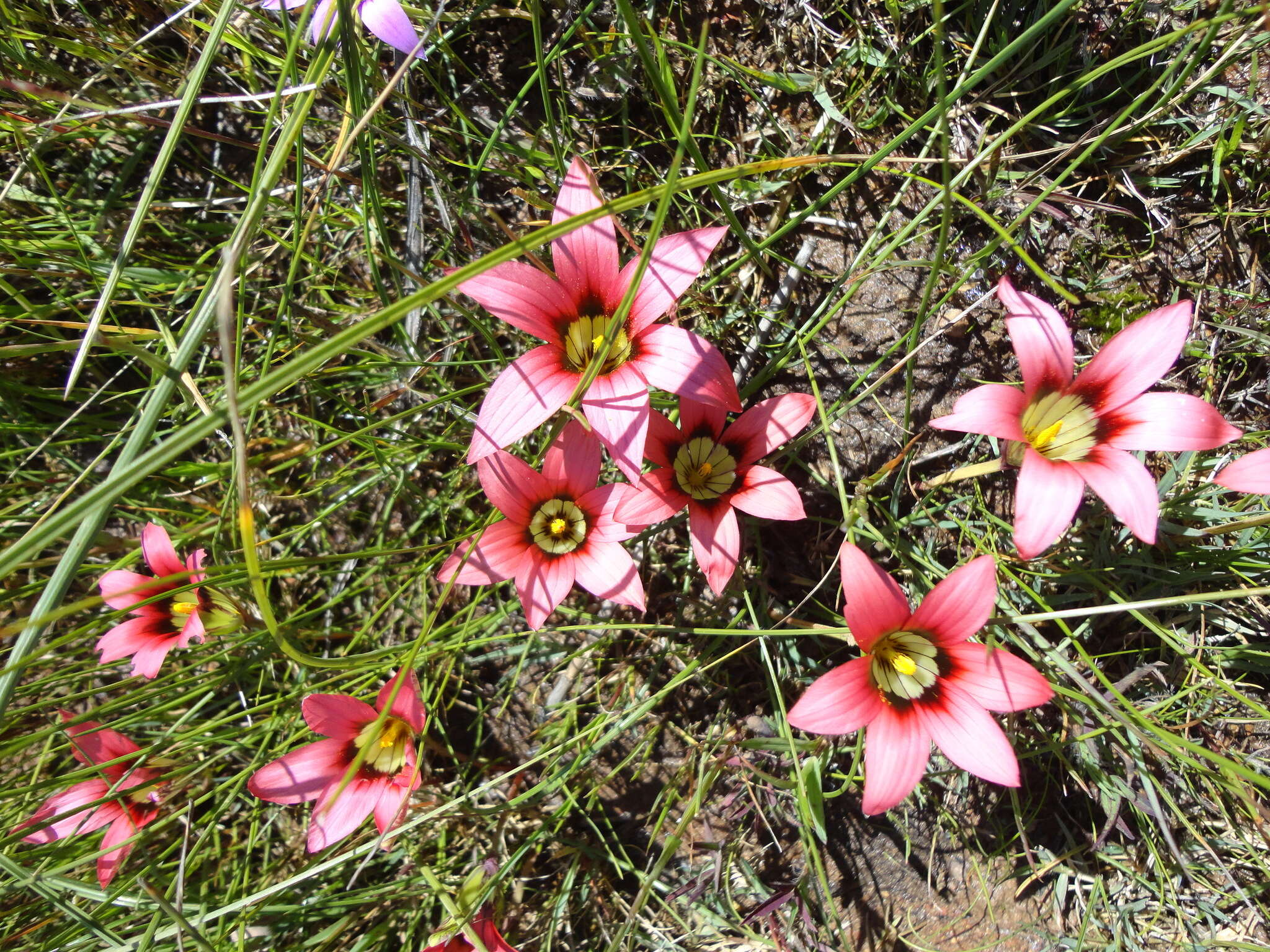 Image of Romulea eximia M. P. de Vos