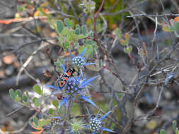 Eryngium dilatatum Lam. resmi