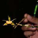 Plancia ëd Epidendrum aristatum Ackerman & Montalvo