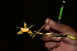 Image of Epidendrum aristatum Ackerman & Montalvo