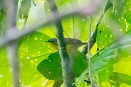 Image of Black-lored Yellowthroat