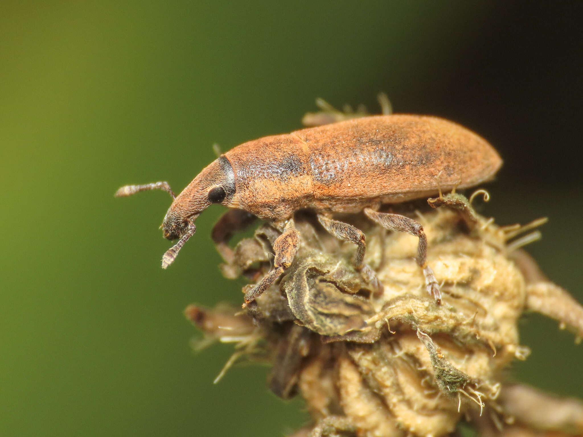 Image of Lixus angustus (Herbst 1795)