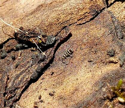 Image de Orchesella hexfasciata (Harvey & FL 1895)