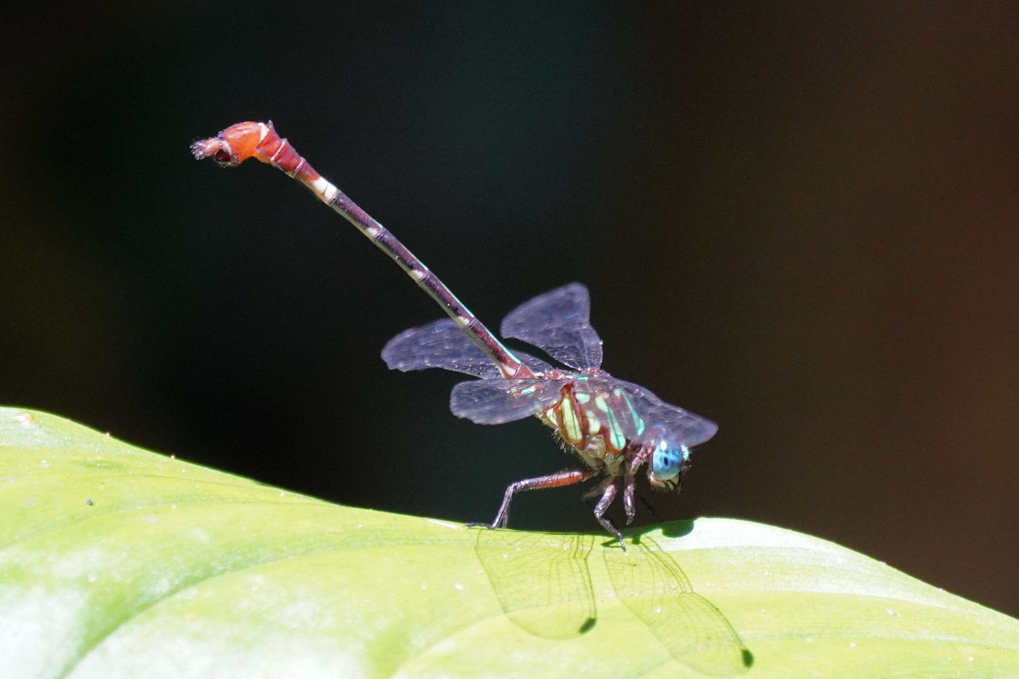 Imagem de Erpetogomphus sabaleticus Williamson 1918