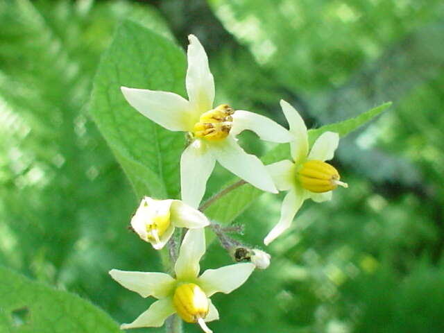 Image of ornamental nightshade