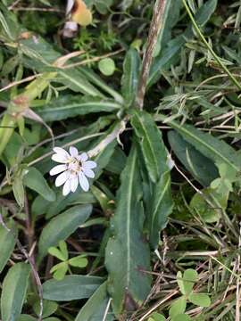 Sivun Chaptalia piloselloides (Vahl) Baker kuva