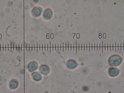 Image of Steccherinum bourdotii Saliba & A. David 1988