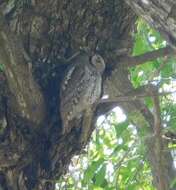 Image of African Scops Owl