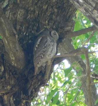 Image of African Scops Owl