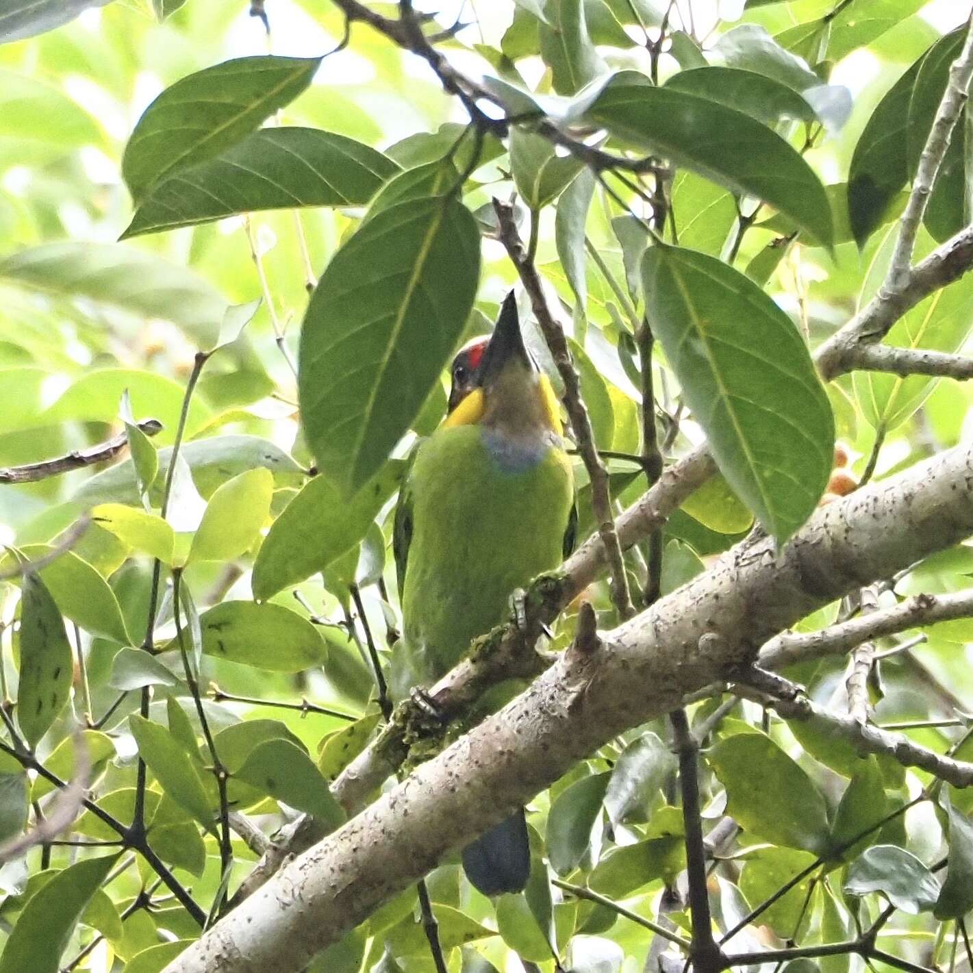 Image of Gold-whiskered Barbet