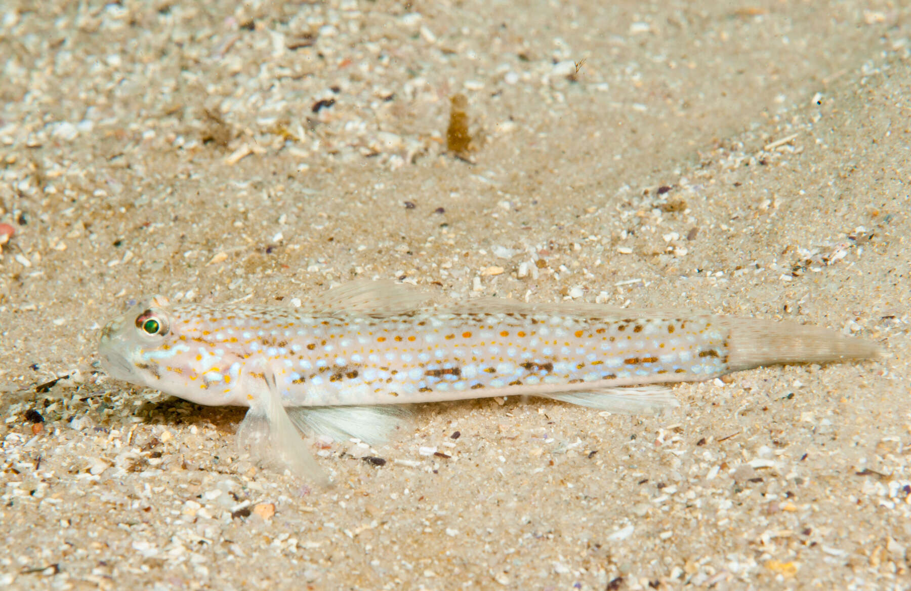 Image of Hoese&#39;s sandgoby