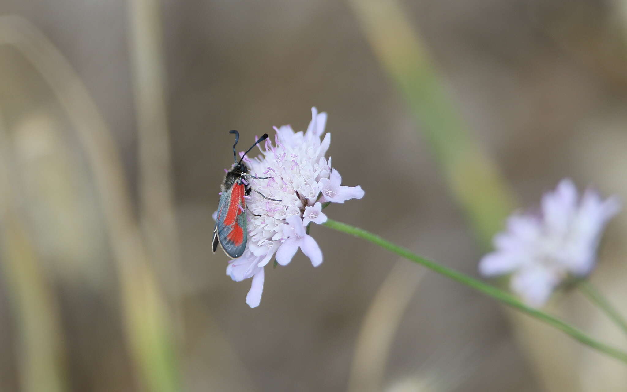 Image of Zygaena punctum Ochsenheimer 1808