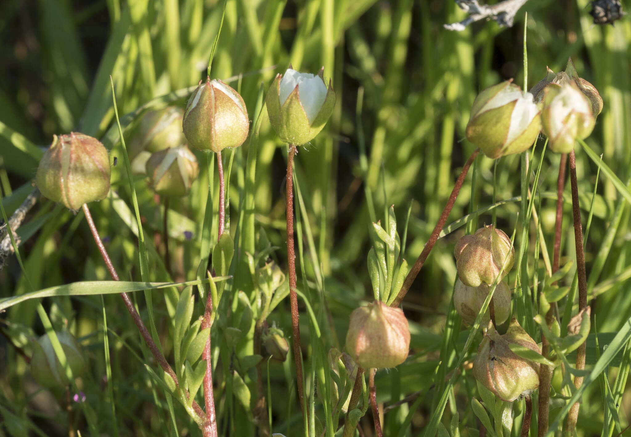 Image of Butte County meadowfoam