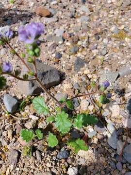 Image of Mangas Spring phacelia