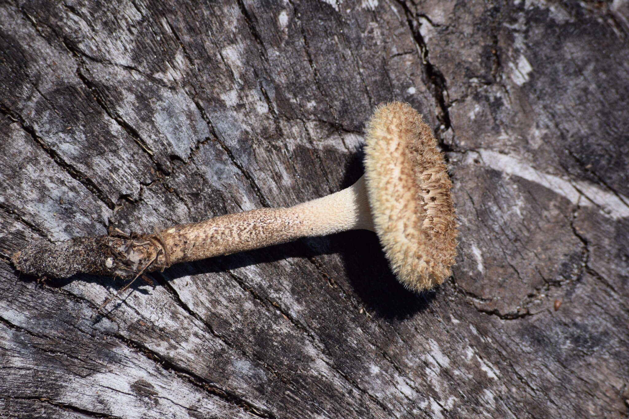 Image of Lentinus crinitus (L.) Fr. 1825