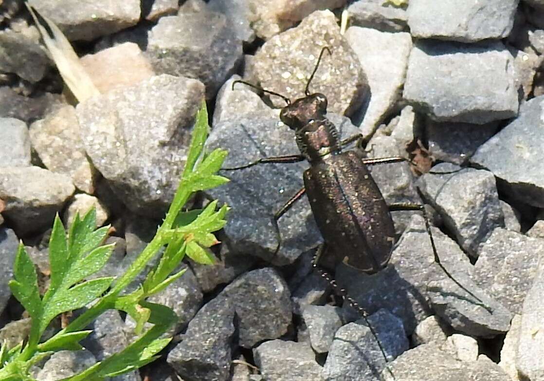 Plancia ëd Cicindela (Cicindelidia) punctulata punctulata A. G. Olivier 1790