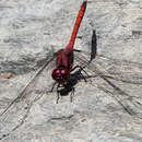 Image de Trithemis lilacina Förster 1899