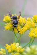 Image of Northern Aerial Yellowjacket