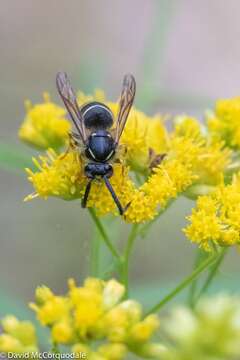 Image of Northern Aerial Yellowjacket