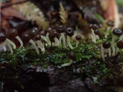 Image of Chlorovibrissea albofusca (G. W. Beaton) Sandoval-Leiva, A. I. Romero & P. R. Johnst. 2014