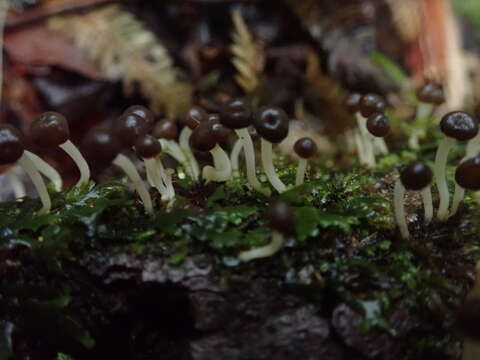 Imagem de Chlorovibrissea albofusca (G. W. Beaton) Sandoval-Leiva, A. I. Romero & P. R. Johnst. 2014