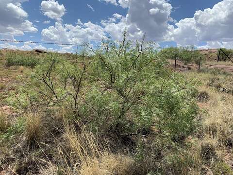 Image of honey mesquite