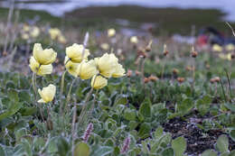 صورة Papaver lapponicum subsp. orientale Tolm.